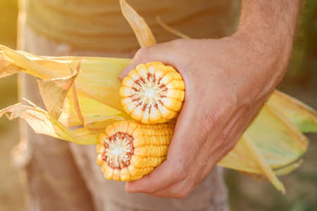 Farmer holding corn on the cob in the field during the maize crop harvestの写真素材