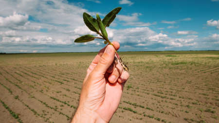 Male farmer inspecting soybean crops in field, close up of hand with selective focusの写真素材