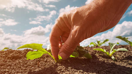 Farmer examining sugar beet root crop seedling in field, closeup of hand with selective focusの写真素材