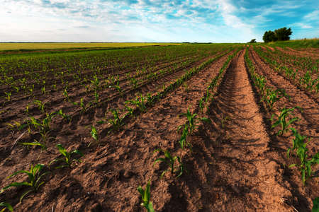 Young green corn crop plantation in late afternoon, wide angle shot with selective focus