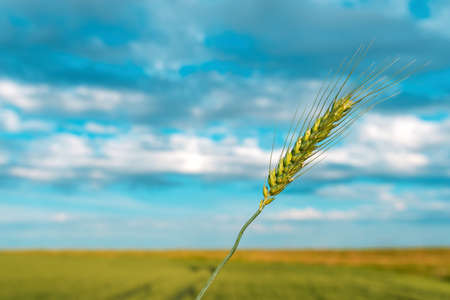 Unripe wheat ear in field, selective focusの写真素材
