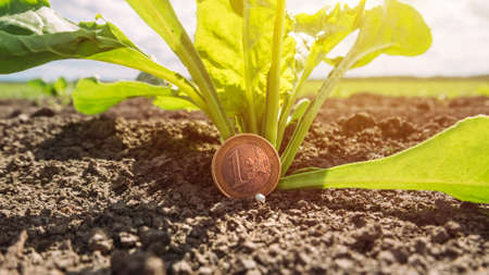 Sugar beet cultivation profit, conceptual image with euro coin and crops in field, selective focus