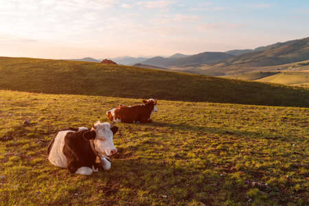 Pair of free-range dairy farming cows resting on Zlatibor hills slopes in springtime sunrise