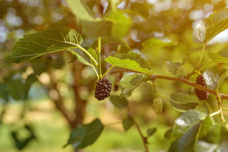 Ripe mulberry on morus tree branch, close up with selective focusの写真素材