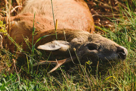 Carcass of a dead roe deer in field in summer morningの写真素材