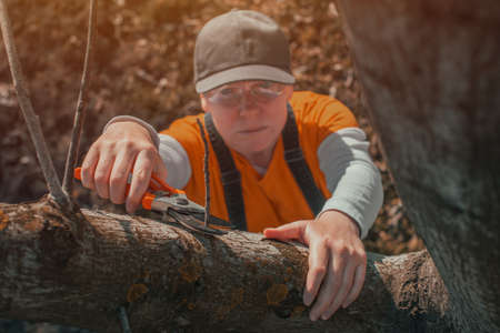 Female gardener using pruning shears to cut of the walnut tree branches in orchard, selective focus
