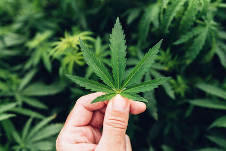 Cannabis Sativa grower gently examining crop leaf in field during the regular check-up of plantation, selective focusの写真素材