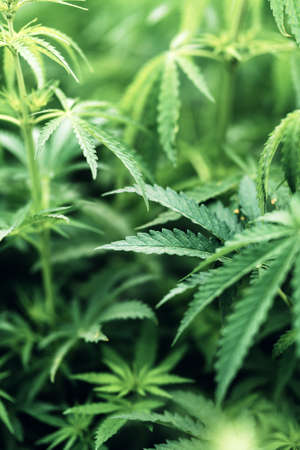 Cannabis Sativa leaves in crops plantation field, selective focusの写真素材