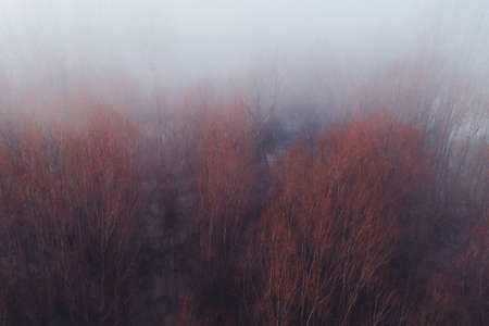 Flooded forest landscape in foggy morning, high angle view
