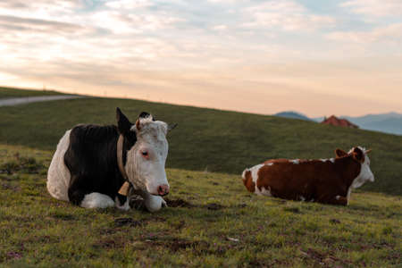 Pair of free-range dairy farming cows resting on Zlatibor hills slopes in springtime sunriseの写真素材