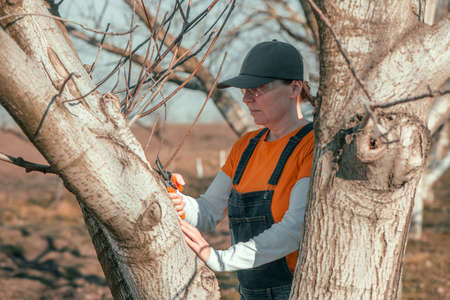 Female gardener using pruning shears to cut of the walnut tree branches in orchard, selective focusの写真素材