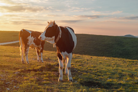 Pair of free-range dairy farming cows grazing on Zlatibor hills slopes in springtime sunriseの写真素材