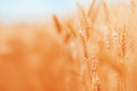 Ripe harvest ready wheat crops field in summer, cereal plant cultivation, selective focusの写真素材