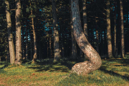 Black pine (Pinus Nigra) tree trunks in Zlatibor forest, beautiful coniferous woodland scenery