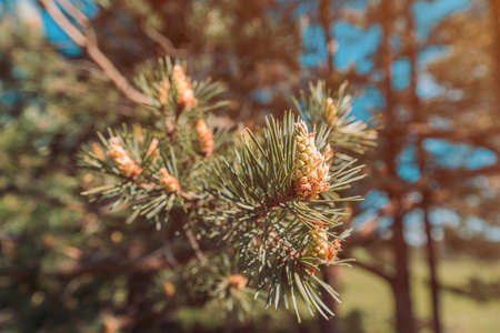 Black pine (Pinus Nigra) coniferous tree close up with selective focusの写真素材