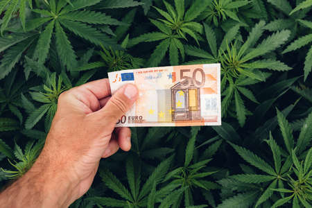 Cannabis Sativa grower proud of his cultivation business income profit showing euro cash money over green crops in plantation field, selective focusの写真素材