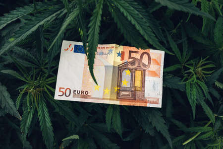 Cannabis Sativa cultivation business income profit, euro cash money in crop field, selective focusの写真素材
