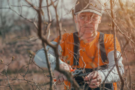 Female farmer cutting branches in cherry fruit orchard with pruning shears, close up with selective...