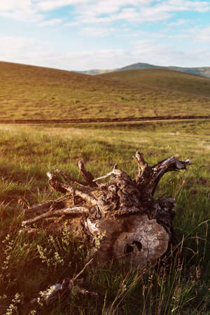 Old tree stump on Zlatibor, beautiful pasture hill landscape scenery, selective focusの写真素材