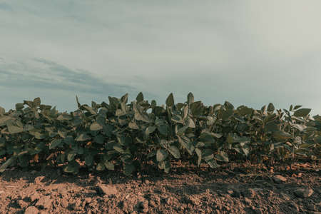 Soybean crops in field, Glycine max cultivation, selective focus