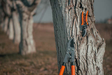 Pruning shears and telescopic ratchet bypass lopper leaning on to walnut tree in orchard, selective focus with copy spaceの写真素材
