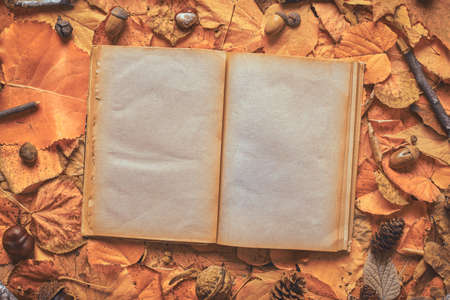 Blank pages of an old open book on creative autumn background made of dry leaves, flat lay top viewの写真素材