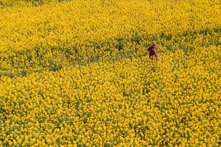 Aerial view of confident successful male farmer standing in blooming rapeseed field and looking over crops, drone photographyの写真素材