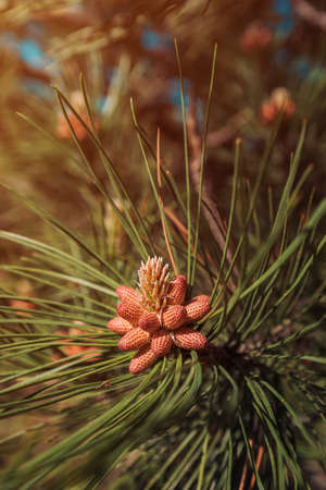 Black pine (Pinus Nigra) coniferous tree close up with selective focusの写真素材