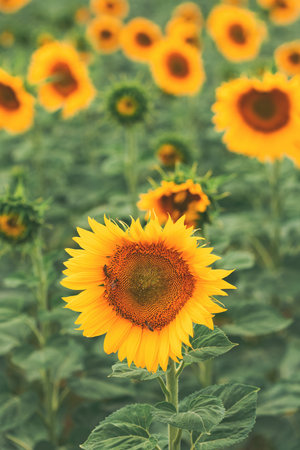 Honey bee pollinating blooming sunflower in field, selective focus