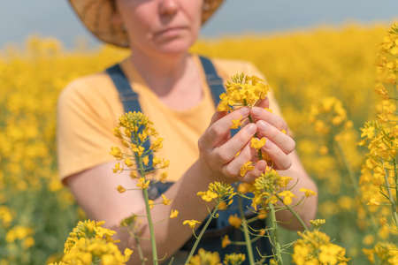 Female agronomist checking up on development of blooming rapeseed crops in field, woman working on plantation, selective focusの写真素材