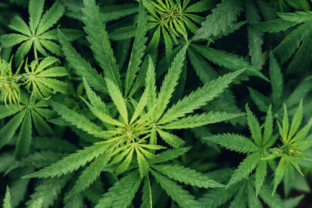 Cannabis Sativa leaves in crops plantation field, selective focusの写真素材