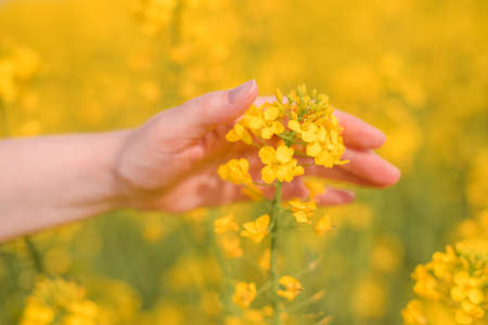 Female farmer hand touching blooming rapeseed crops in field, close up with selective focusの写真素材