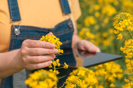 Female farmer agronomist using innovative technology tablet computer in blooming rapeseed field,...