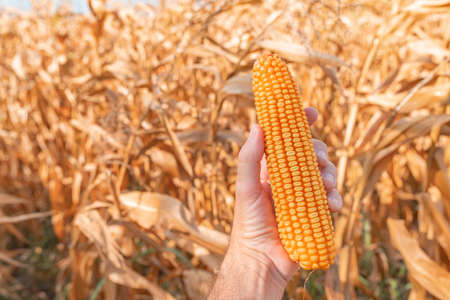 Farmer's hand holding harvested ear of corn in field, close up with selective focus
