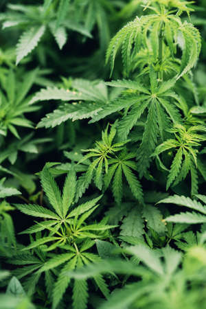 Cannabis Sativa leaves in crops plantation field, selective focusの写真素材