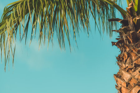 Palm trees at tropical seaside landscape in summer, summertime vacation and holiday backgroundの写真素材