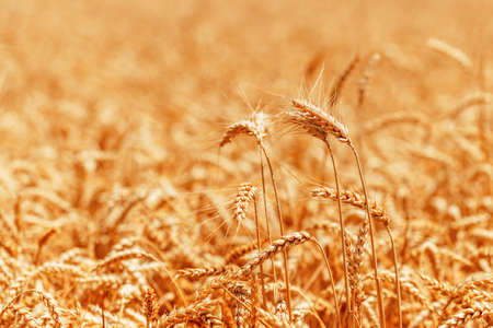 Ripe harvest ready wheat crops field in summer, cereal plant cultivation, selective focusの写真素材