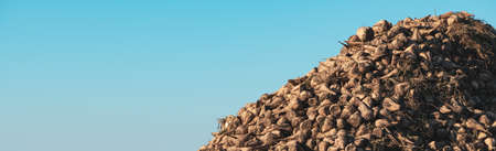 Pile of harvested sugar beet root crops in field, Beta vulgaris is also known as common beet
