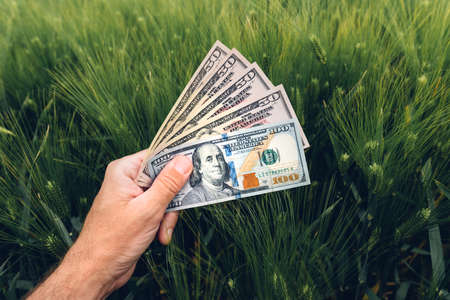 Barley cultivation profit concept, farmer holding american dollar banknotes in cultivated field, selective focusの写真素材