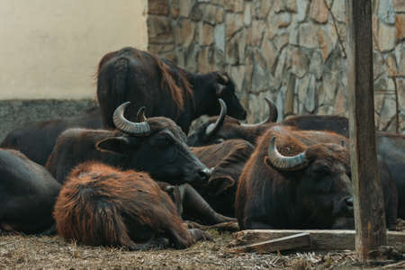 Domestic water buffalo on farm, herd of animals resting