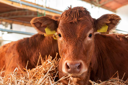 Limousin cow on cattle dairy farm, livestock animal portraitの写真素材