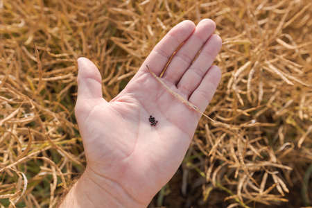 Farmer examining ripe rapeseed seed before harvest, close up of hand with selective focusの写真素材