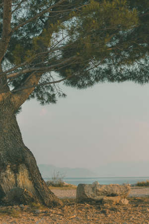 European red pine (Pinus sylvestris) at Croatian Adriatic sea coast in early summer morning, selective focusの写真素材