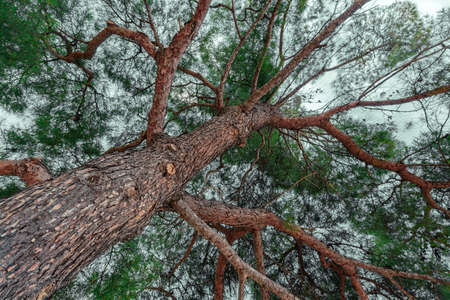 European red pine (Pinus sylvestris) at Croatian Adriatic sea coast