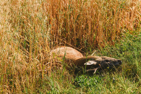 Carcass of a dead roe deer in field in summer morningの写真素材