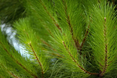 European red pine (Pinus sylvestris) at Croatian Adriatic sea coast