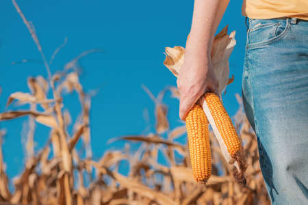 Female farmer holding harvested ear of corn in field, selective focusの写真素材