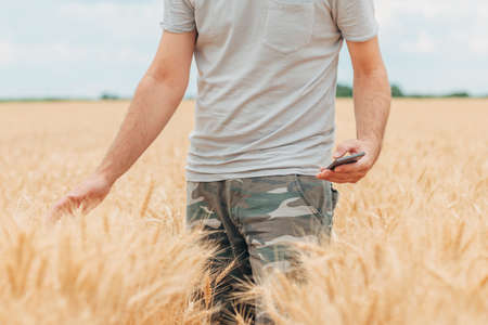 Farmer with smartphone checking up on development of wheat crops in field, using modern technology in agricultural activityの写真素材