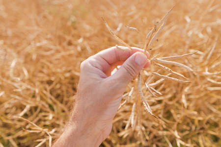 Farmer examining ripe rapeseed pods before harvest, close up of hand with selective focusの写真素材
