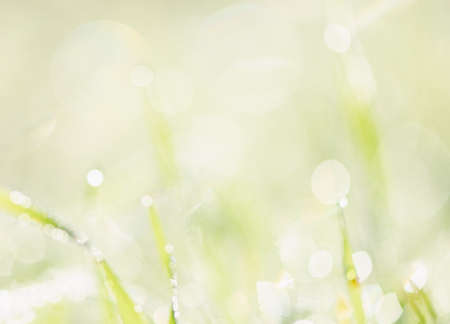 Green abstract springtime background with defocused grass and morning dew, selective focus